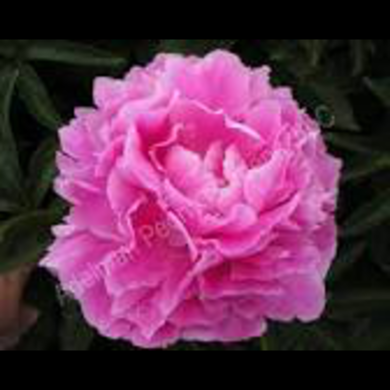 Pink Parfait Peony 3-5 eye